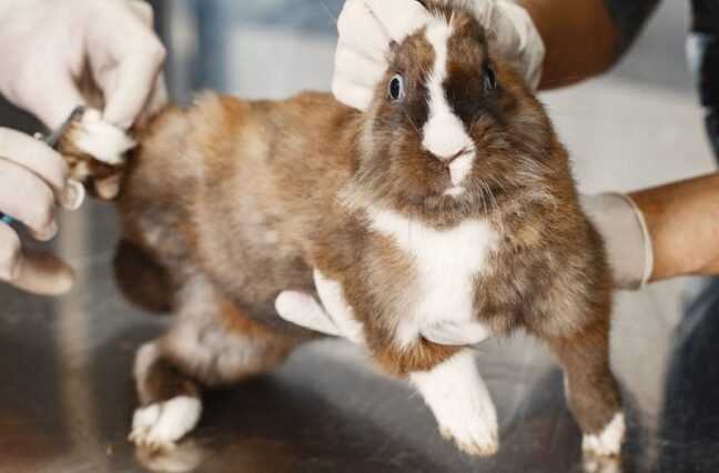 Most rabbit illnesses are easier to prevent than to treat. Here are the problems to watch for and the simple habits that keep your rabbits healthy.