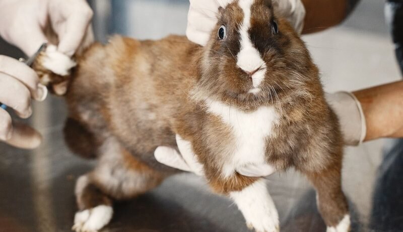 Most rabbit illnesses are easier to prevent than to treat. Here are the problems to watch for and the simple habits that keep your rabbits healthy.