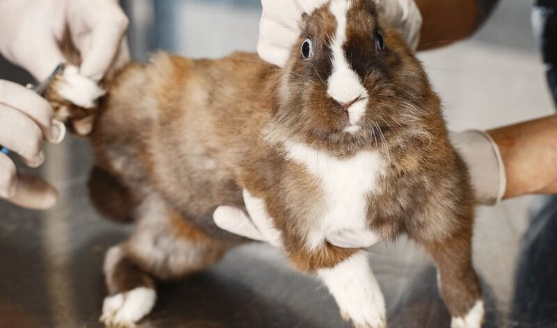 Most rabbit illnesses are easier to prevent than to treat. Here are the problems to watch for and the simple habits that keep your rabbits healthy.