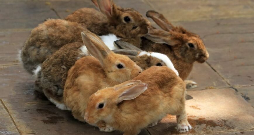 We raise and supply healthy, quality rabbits for breeding, farming, and other agricultural needs. Our rabbits are carefully managed with proper feeding, clean housing, and regular care.