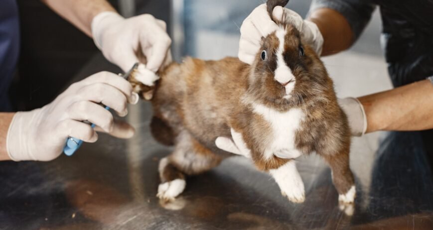 At Kim Farm, our goal is to provide healthy, quality rabbits through responsible breeding and excellent farm care. We focus on proper nutrition, clean housing, and good management to ensure our rabbits grow strong and productive.