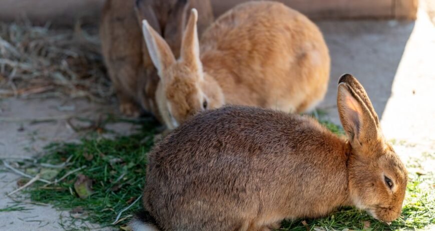 At Kim Farm, we focus on responsible rabbit breeding to produce healthy, strong, and quality rabbits. Our rabbits receive proper nutrition, clean housing, and attentive care throughout their growth.