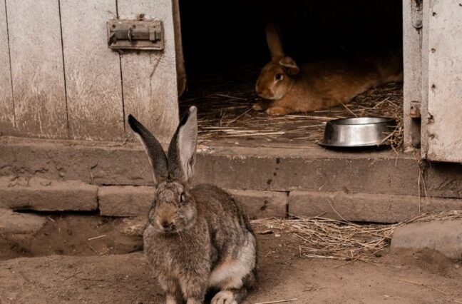A good hutch keeps your rabbits cool, dry and safe, and saves you hours of cleaning. Here's how to build one that works in our climate.