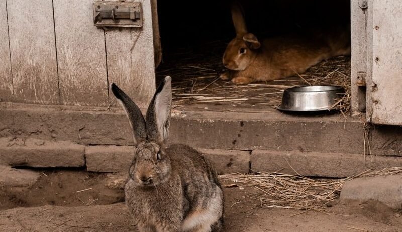 A good hutch keeps your rabbits cool, dry and safe, and saves you hours of cleaning. Here's how to build one that works in our climate.