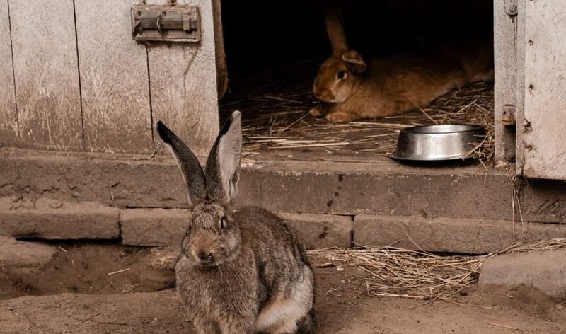 A good hutch keeps your rabbits cool, dry and safe, and saves you hours of cleaning. Here's how to build one that works in our climate.