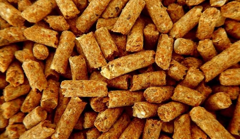 Good feeding means faster growth, bigger litters and fewer losses. Here's what to feed your rabbits and what to keep out of their cages.