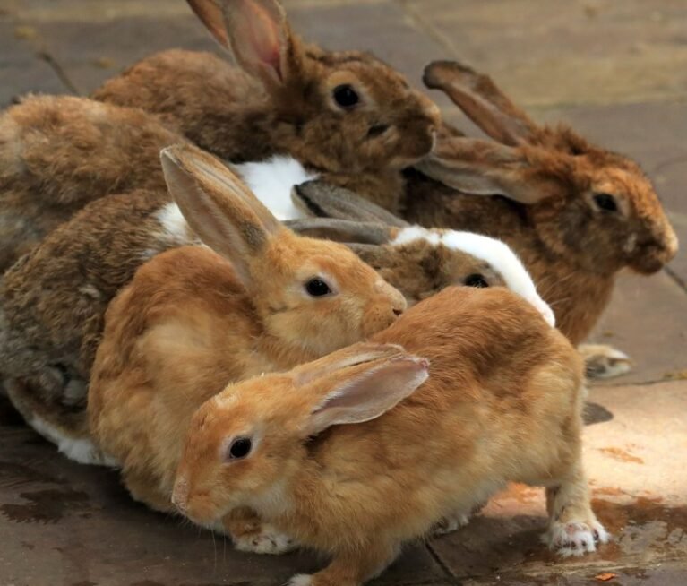Lean, tasty and rich in protein, rabbit meat is one of the healthiest meats you can put on your table. Here's why more Nigerian families are choosing it.