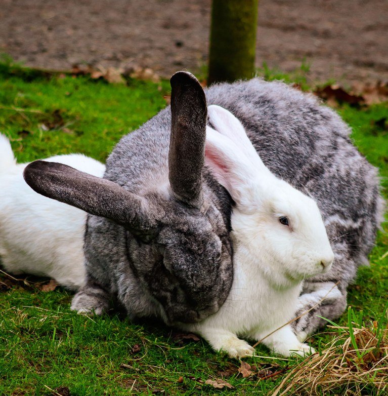 Lean, tasty and rich in protein, rabbit meat is one of the healthiest meats you can put on your table. Here's why more Nigerian families are choosing it.