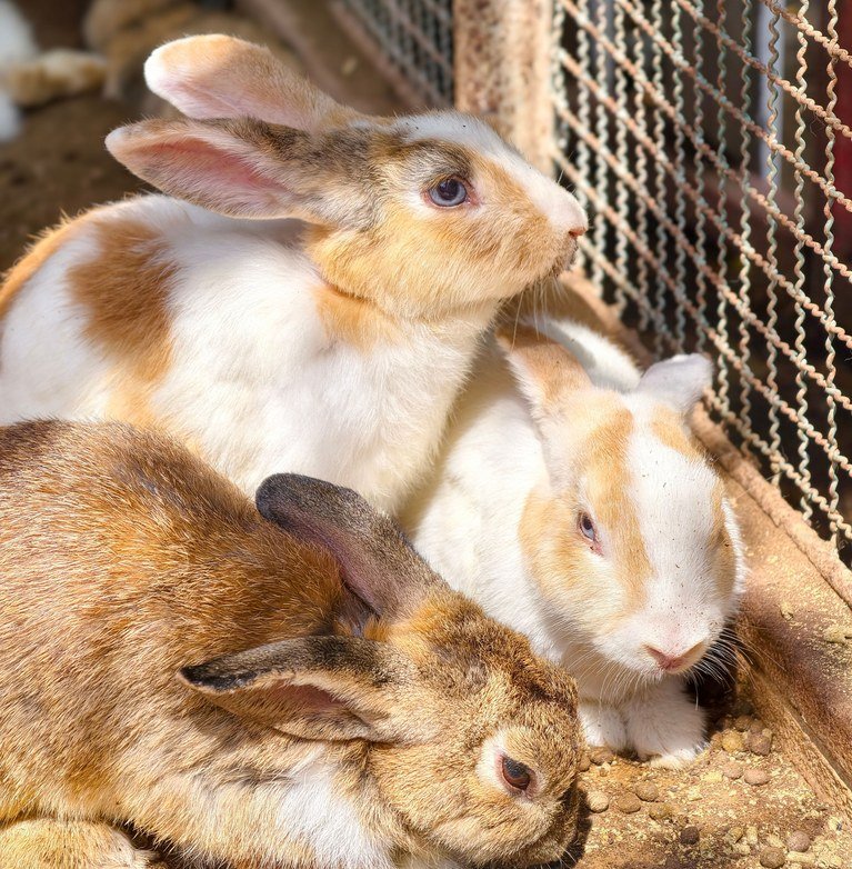 Lean, tasty and rich in protein, rabbit meat is one of the healthiest meats you can put on your table. Here's why more Nigerian families are choosing it.