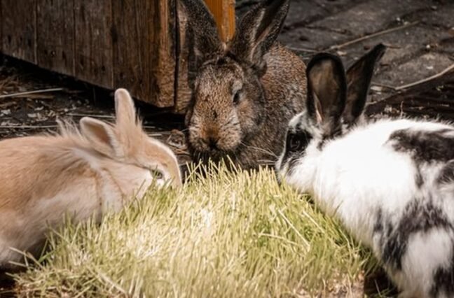 Not all rabbits are the same. Compare the most popular breeds for meat and breeding, and find out which one suits your farm best.