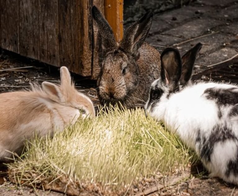 Not all rabbits are the same. Compare the most popular breeds for meat and breeding, and find out which one suits your farm best.