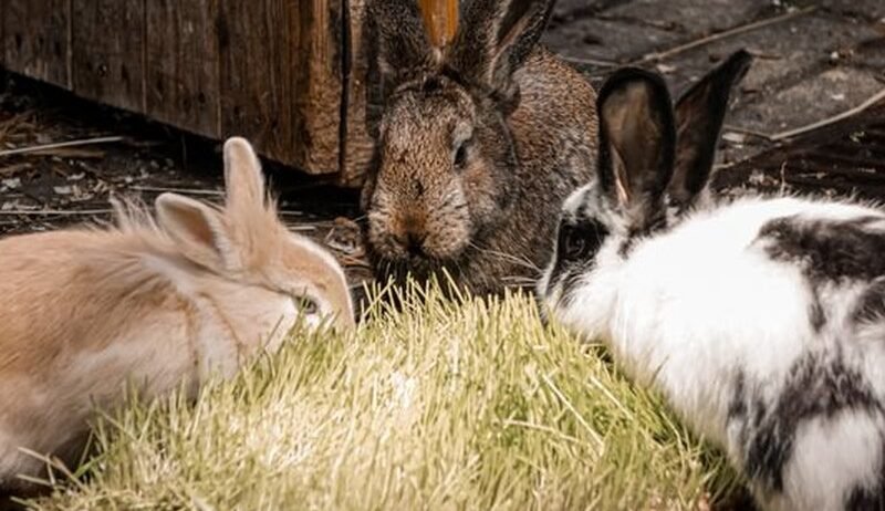 Not all rabbits are the same. Compare the most popular breeds for meat and breeding, and find out which one suits your farm best.