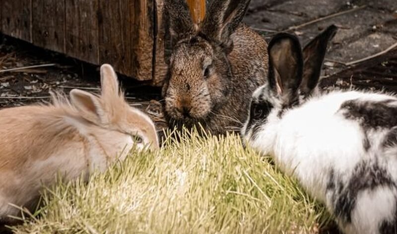 Not all rabbits are the same. Compare the most popular breeds for meat and breeding, and find out which one suits your farm best.
