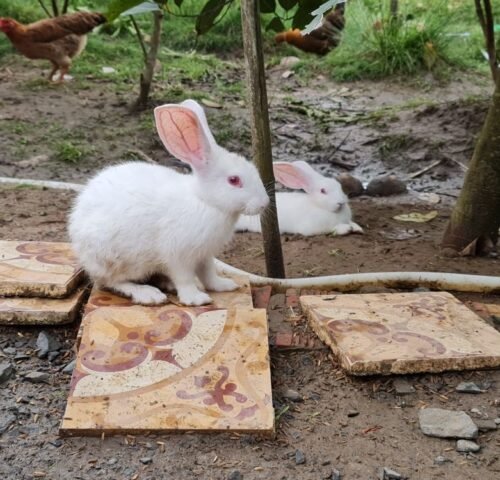 Thinking of starting a rabbit farm? Here's what you need to know about housing, stock, feeding and care before you buy your first rabbits.