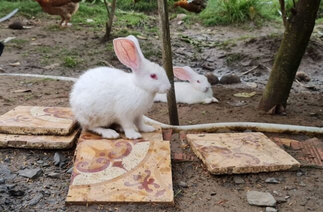 Thinking of starting a rabbit farm? Here's what you need to know about housing, stock, feeding and care before you buy your first rabbits.