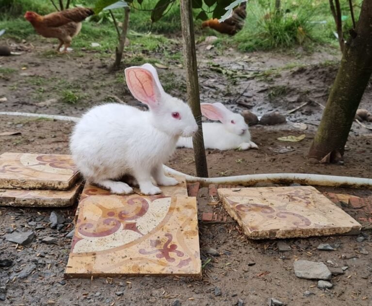 Thinking of starting a rabbit farm? Here's what you need to know about housing, stock, feeding and care before you buy your first rabbits.
