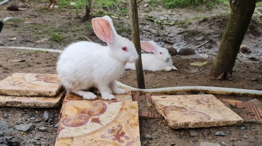 Thinking of starting a rabbit farm? Here's what you need to know about housing, stock, feeding and care before you buy your first rabbits.