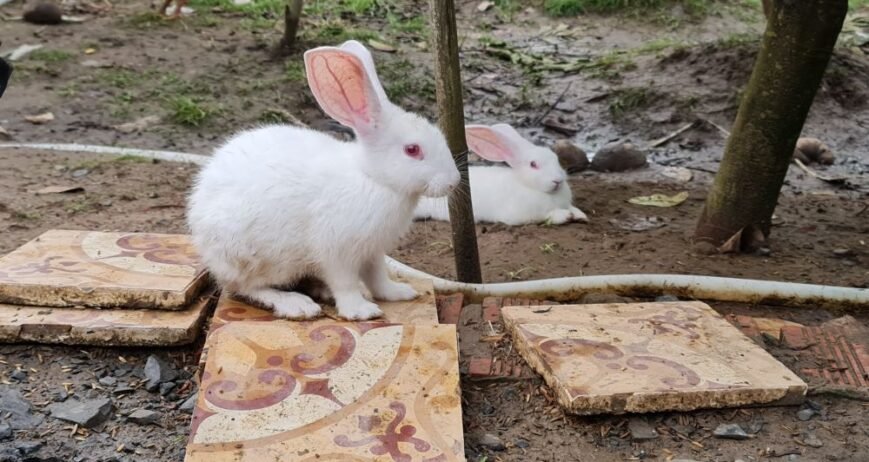 Thinking of starting a rabbit farm? Here's what you need to know about housing, stock, feeding and care before you buy your first rabbits.